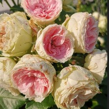 Tüplü Yediveren Hybrid Tea Pompon Çok Goncalı Masal Gülü Fidanı