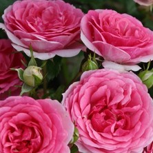 Tüplü Yediveren Çok Goncalı Royal Gül Fidanı