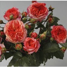 Tüplü Kordes Turuncu Orange Pompon Yediveren Gül Fidanı