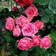 Tüplü Yediveren Sophia Gül Fidanı