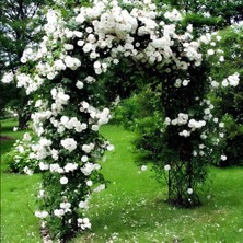 Çok Yaşlı Kokulu Yediveren Bride Crown Beyaz Sarmaşık Gül FIDANI(120-200 Cm)