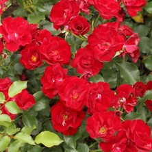 Menekşe Tipli Tüplü Yediveren Çok Goncalı Marondo Gül Fidanı Yer Örtücü