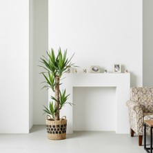 Greenvila 2 Gövdeli Yuka Çiçeği Ithal | Yucca Salon ve Ofis Iç Mekan Bitkisi 100-120 cm