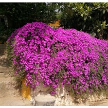 Tunç Botanik ACEM HALISI ÇİÇEĞİ 5 ADET - YER ÖRTÜCÜ SARKICI BİTKİ