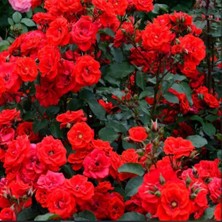 Tüplü Brillant Fc Kırmızı Yediveren Soğuklara Dayanıklı Çok Goncalı Masal Gülü Fidanı