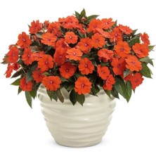 e-fidancim Özel Seri Turuncu Magnifico Orange Yeni Gine  Cam Güzeli Çiçeği Fidesi (1ADET)