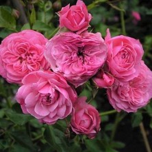 Tüplü Katmerli Kordes Rosen Tina Yediveren Gül Fidanı