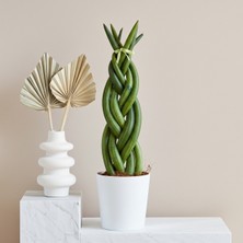 Greenvila Örgülü Paşa Kılıcı (Sansevieria Cylindrica) Bakımı Kolay Salon Bitkisi