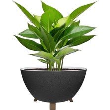 2.2 Litre Polo Ayaklı Saksı Saksı  1 No