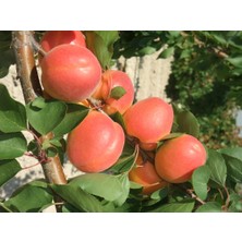 Afyon Doğa Peyzaj Aşılı Sertifikalı Perfect Kırmızı Kayısı Fidanı