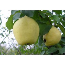 Afyon Doğa Peyzaj Aşılı Sertifikalı Eşme Ayva Fidanı Açık Kök