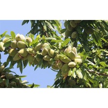 Afyon Doğa Peyzaj Aşılı Sertifikalı Feragnes Fıstık Badem Fidanı Açık Kök