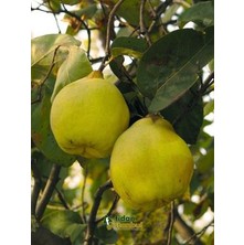 Afyon Doğa Peyzaj Aşılı Sertifikalı EGE22 Ayva Fidanı Açık Kök