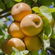 Afyon Doğa Peyzaj Aşılı Sertifikalı Naşi Japon Armut Fidanı Açık Kök