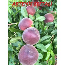Afyon Doğa Peyzaj Aşılı Sertifikalı Artemis Şeftali Fidanı  Açık Kök