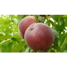 Afyon Doğa Peyzaj Aşılı Sertifikalı Transvalia Şeftali Fidanı Açık Kök