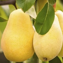 Afyon Doğa Peyzaj Aşılı Sertifikalı Akça Armut Fidanı Açık Kök