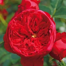 Tüplü Florentina Sarmaşık Kordes Yediveren Sarmaşık Gül Fidanı