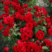 Tüplü Soğuklara Dayanıklı Çok Goncallı Roter Drache Yediveren Gül Fidanı Yayılıcı