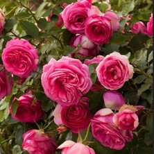 Tüplü Soğuklara Dayanıklı Kokulu Rosa Rampicanti Pembe Sarmaşık Gül Fidanı