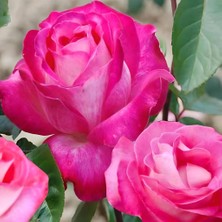 Tüplü Aşılı Rose Dot Pembe Beyaz Yediveren Kokulu Gül Fidanı
