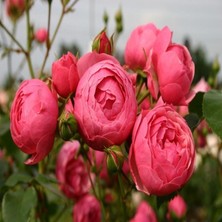 Tüplü Çok Goncalı Özel Kokulu Pomponella Pembe Yediveren Kokulu Gül Fidanı
