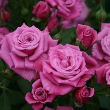 Tüplü Koleksiyonluk Jacaranda Yediveren Gül Fidanı