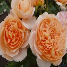 Tüplü Katmerli Yediveren Kokulu Sangerhauser Kavuniçi Gül Fidanı