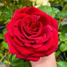 Tüplü Iri Goncalı Soğukklara Dayanıklı Kokulu Venüs Yediveren Gül Fidanı