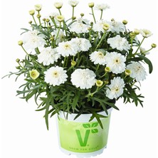 e-fidancim Özel Seri Aramis  Double White  Katmerli Çeşme Papatyası Çiçeği Fidesi (1 Adet Fide)