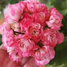 e-fidancim Koleksiyonluk Harmony Gül Sardunya Çiçeği Fidesi (1 Adet)