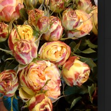 Tüplü Multi Goncalı Vulcanica Yediveren Gül Fidanı