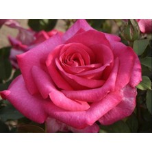 Tüplü Iri Goncalı Yediveren Yoğun Kokulu Parfüm Mor Pembe Parole Gül Fidanı