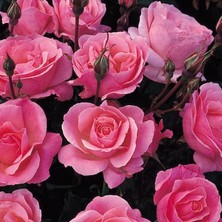 Tüplü Yediveren Multi Goncalı Pink Fc Masal Gül Fidanı