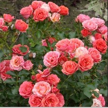 Tüplü Salmon Yediveren Multi Goncalı Masal Gülü Fidanı