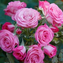 Tüplü Katmerli Kokulu Kordes Rosen Xenia Yediveren Gül Fidanı