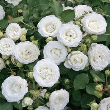 Tüplü Yer Örütücü Schneeküsschen Mannheim Yediveren Gül Fidanı