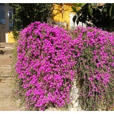 Tunç Botanik ACEM HALISI ÇİÇEĞİ 10 ADET - YER ÖRTÜCÜ SARKICI BİTKİ