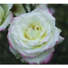 Tüplü Çift Renk Yediveren Zelal Kokulu Gül Fidanı