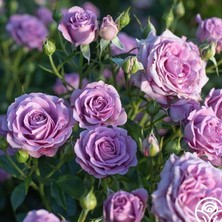 Tüplü Iri Goncalı Parfüm Kokulu Violet Menekşe Renkli Yediveren Gül Fidanı