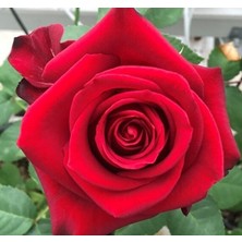 Tüplü Yediveren Yoğun Kokulu Tatiana Gül Fidanı