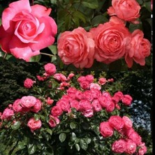 Tüplü Yediveren Multi Goncalı Rosanna Gül Fidanı