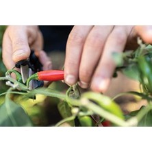 Storemax Ot Makası, Uzunluk: 12,9 Cm, Paslanmaz Çelik Bıçaklar/plastik Saplar, Siyah/turuncu, Düz, SP-220, 1063326