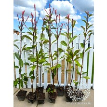 Yıldız Botanik 10 Adet Alev Ağacı Fidanı Çit Bitkisi Photinia Red Robin 70-80 cm