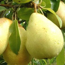 Afyon Doğa Peyzaj Aşılı Sertifikalı Williams Armut Fidanı Açık Kök