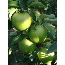 Afyon Doğa Peyzaj Aşılı Sertifikalı 2 Yaş Granny Smith Elma Fidanı Açık Kök