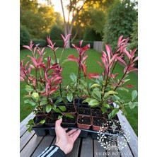 Yıldız Botanik 10 Adet Alev Ağacı Fidanı Çit Bitkisi Photinia Red Robin 25-30 cm