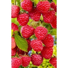 Afyon Doğa Peyzaj Yediveren Ahududu (Frambuaz) Fidanı Açık Kök