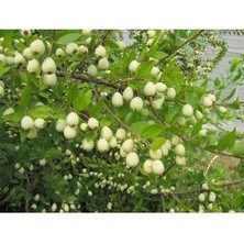 Afyon Doğa Peyzaj Tüplü Yaban Mersini Beyaz Hambeles