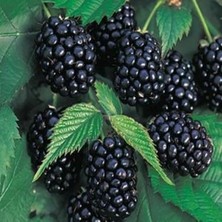 Afyon Doğa Peyzaj Dikensiz Bögürtlen Fidanı Açık Kök